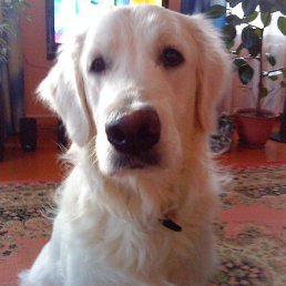 ������, ������� ����, 22 ����