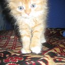 ���� �������, ������, 34 ���� - ��������� 1 ���� 2010 � ������ �����