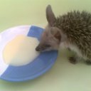  Radislav, , 52  -  15  2012   