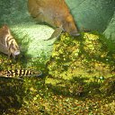 ���� Shurmbanfurer, ������, 72 ���� - ��������� 18 ����� 2010 � ������ �������