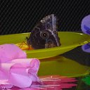 ���� ���������, �������, 62 ���� - ��������� 22 ���� 2012 � ������ �������