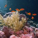  Serzh Van Der Maaremaan,  -  1  2009   