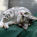 ���� ������, ������, 55 ��� - ��������� 6 �������� 2010 � ������ ������