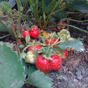 ���� ��������, ��������, 55 ��� - ��������� 26 ���� 2012 � ������ �������