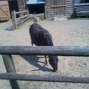  D.s., , 38  -  28  2011    2010, 