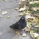 ���� ������, ������ - ��������� 11 ������ 2011 � ������ �������