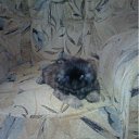 ���� �����, ��������, 51 ��� - ��������� 10 ���� 2012 � ������ ������