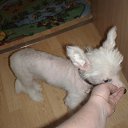 ���� ������-������� ��� ���� �����, ��������, 85 ��� - ��������� 14 ������ 2010 � ������ ������ �������