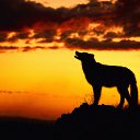 ���� Mcsflash, �������, 38 ��� - ��������� 22 ������� 2010 � ������ �������