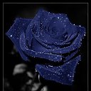  ****,  -  7  2010   *******ROSES*******