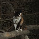  , , 36  -  20  2010    .