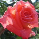 ���� ����� ����............"�����, ��� ������� ������, ...���� ����� ����............"�����, ��� ������� ������, ...���� ����� ����............"�����, ��� ������� ������, ������ ������� ���� ����.������� ��� ����� ����,���� ����� ���� ����� �����". �� ������� �������