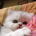 ���� ����� - ���������� ��������!!!, �����������, 56 ��� - ��������� 31 ������� 2009 � ������ �����Ȼ