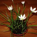 ���� �����, ������, 43 ���� - ��������� 4 ������� 2010 � ������ �������