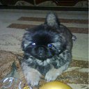 ���� �����, ��������, 51 ��� - ��������� 10 ���� 2012 � ������ ������