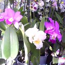 ���� �����, �����-���������, 47 ��� - ��������� 9 ������� 2010