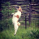 ���� Leonid, �����-���������, 39 ��� - ��������� 1 ������� 2013 � ������ ������