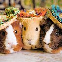  , , 35  -  26  2013    ))