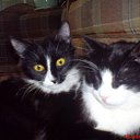  , , 35  -  12  2009   )))