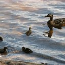  , -, 54  -  30  2010   