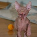 ���� �������, ������������, 61 ��� - ��������� 8 ���� 2012 � ������ �������