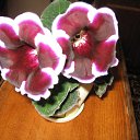 ���� �����, ������, 43 ���� - ��������� 4 ������� 2010 � ������ �������