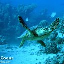 ���� Mr_h, �������, 47 ��� - ��������� 20 �������� 2012 � ������ �������� � ������� ������� �����