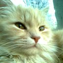 ��� ��� ���� �� ������� ������Ż