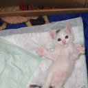 ���� Angel, ������, 57 ��� - ��������� 30 ������ 2012 � ������ �������