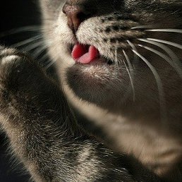 �����, �����������, 30 ���