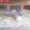  D.s., , 38  -  28  2011    2010, 