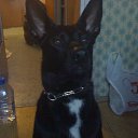 ��������� �� ������� �������