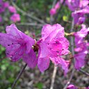 ���� ������, �����������, 65 ��� - ��������� 25 ��� 2012 � ������ ���� ����������