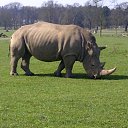���� ��op�, ����, 44 ���� - ��������� 25 ��� 2013 � ������ �Woburn Safari Park(Uk)�