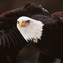 ���� ......., ���������, 41 ��� - ��������� 18 ������ 2011