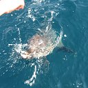 ���� ������, �����������, 54 ���� - ��������� 19 ������ 2012