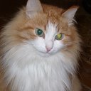 ���� �����, �����, 49 ��� - ��������� 27 ������� 2010 � ������ �PetLove�