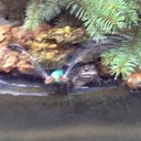 ���� ����, ������-��-����, 85 ��� - ��������� 29 ������� 2011 � ������ ���� ����������