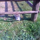  D.s., , 38  -  28  2011    2010, 