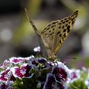 ���� �, ������-��-���� - ��������� 7 ���� 2011 � ������ �������