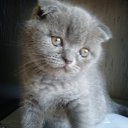 ����� �� ������� ���� ��������