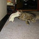 ���� ����� - ���������� ��������!!!, �����������, 56 ��� - ��������� 13 ������� 2009 � ������ ��������� (�����)�