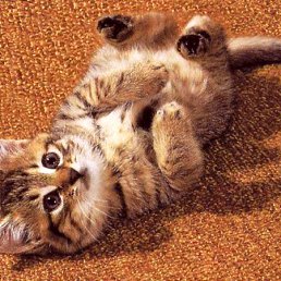 ���� ˸��, ������ ��������, 51 ��� - ��������� 25 ������� 2011