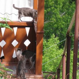 ���� ����, ������, 25 ��� - ��������� 17 ���� 2011