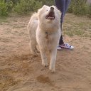 ���� �������, �����-���������, 42 ���� - ��������� 13 �������� 2013 � ������ ���� ����������