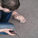  D.s., , 38  -  2  2013   12  2013, 