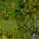   , , 36  -  17  2013   Tropikania