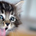 ���� Semih, ������, 66 ��� - ��������� 4 ������� 2014 � ������ ���� ����������