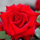 ���� ��������, ������������, 78 ��� - ��������� 9 ������� 2013 � ������ �����ۻ