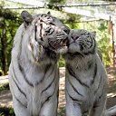 ���� �������, ���� - ��������� 13 ������ 2013 � ������ �Leo�